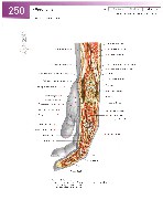 Sobotta Atlas of Human Anatomy  Head,Neck,Upper Limb Volume1 2006, page 257